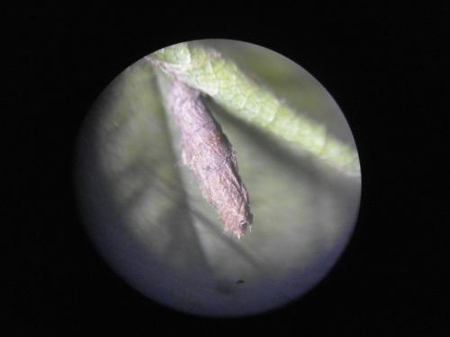 Coleophora serratella